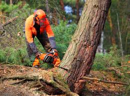 Leaf Removal in Hartwell, GA