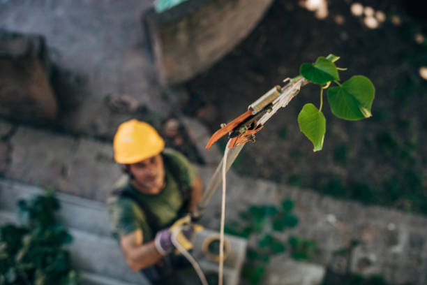 Tree and Shrub Care in Hartwell, GA