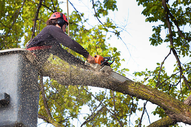 How Our Tree Care Process Works  in Hartwell, GA